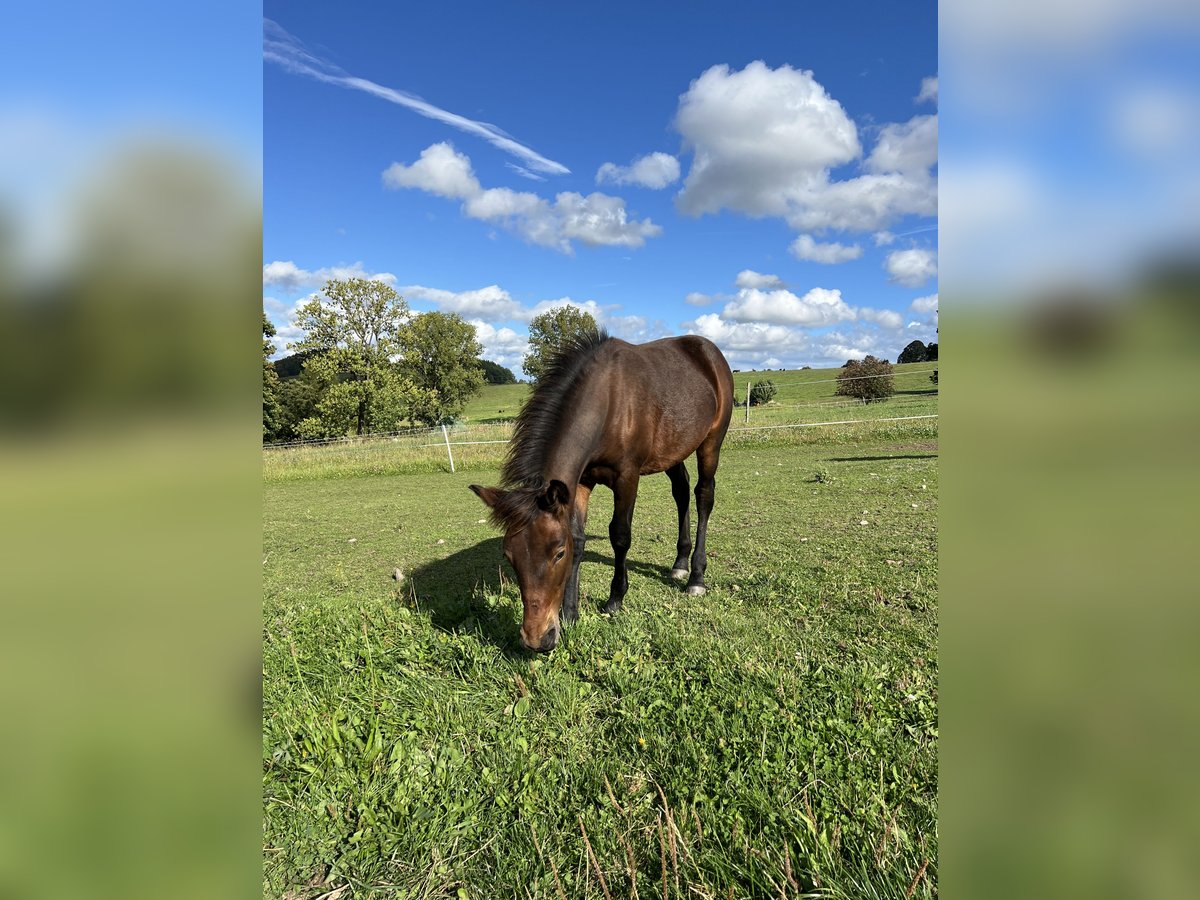 Weitere Warmblüter Mix Hengst Fohlen (03/2025) 155 cm Brauner in Drebach