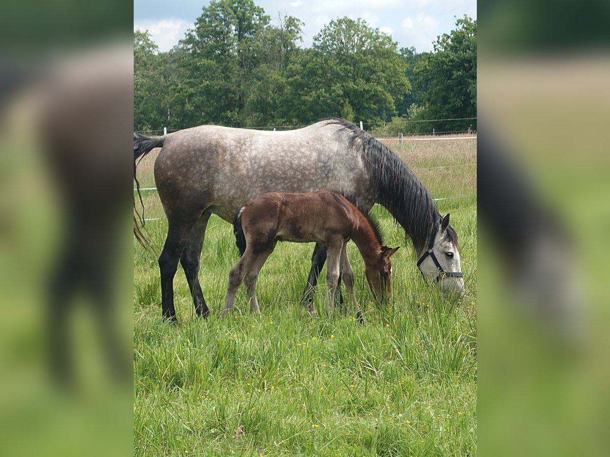 Weitere Warmblüter Mix Hengst  155 cm Schimmel in Wolfsburg