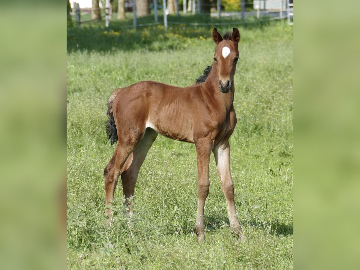 Weitere Warmblüter Hengst Fohlen (05/2025) 168 cm Brauner in Borgentreich