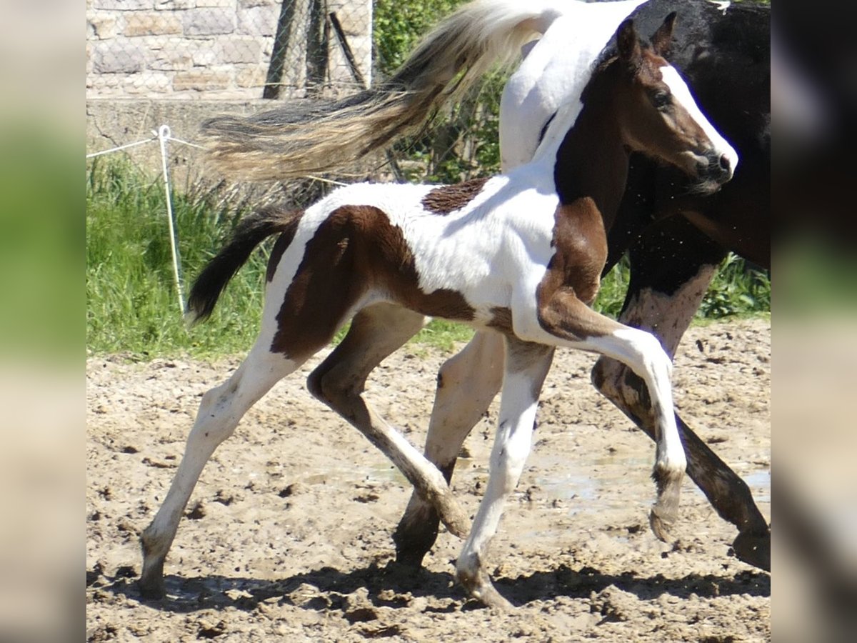 Weitere Warmblüter Hengst  168 cm Schecke in Borgentreich