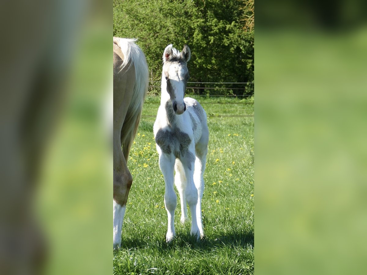 Weitere Warmblüter Hengst Fohlen (03/2025) 170 cm Schecke in Borgentreich