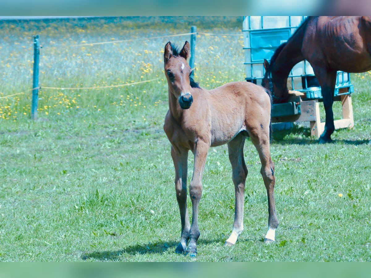 Weitere Warmblüter Hengst  Brauner in Schadneramt