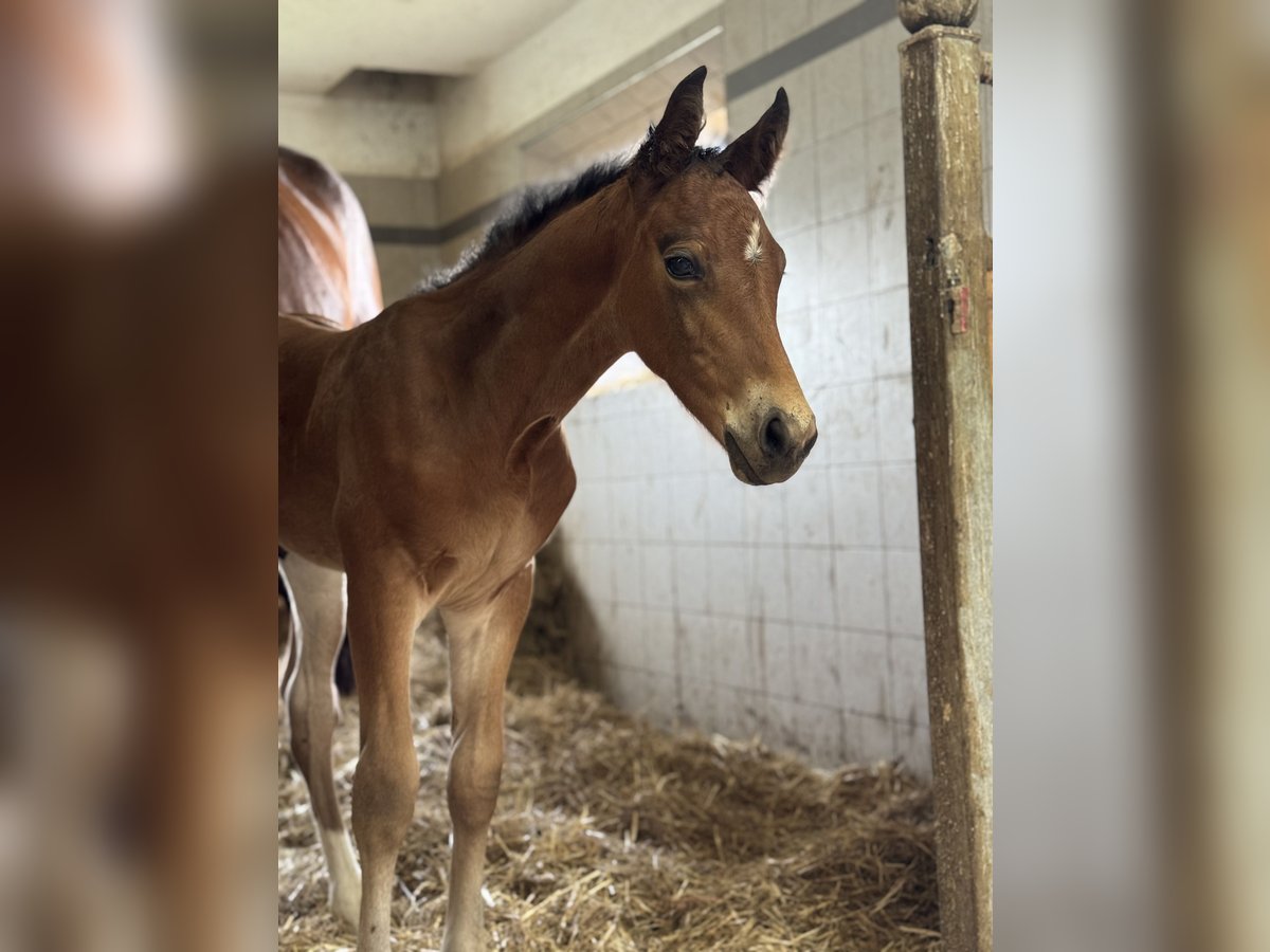 Weitere Warmblüter Mix Hengst  Brauner in St Koloman