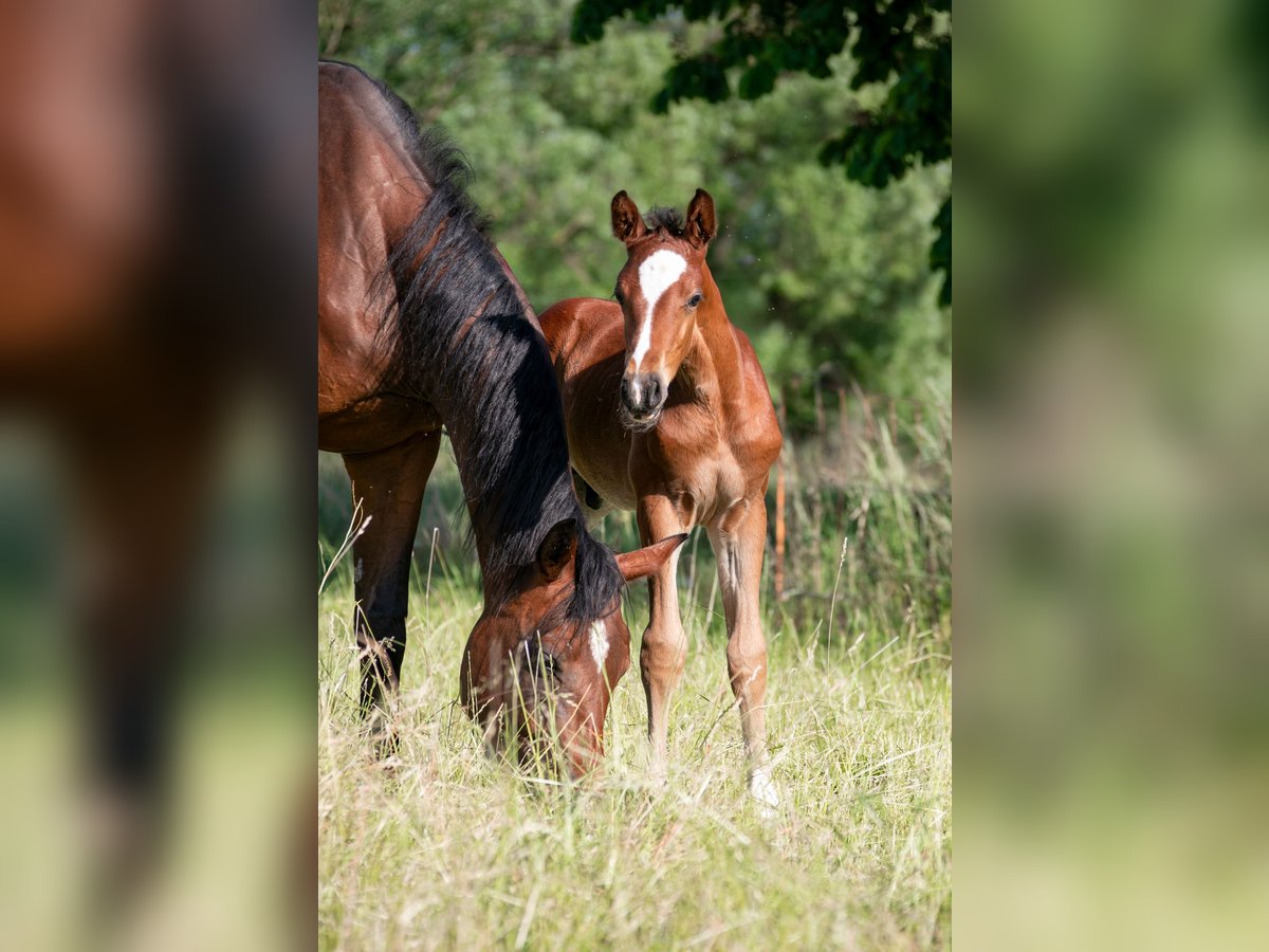Weitere Warmblüter Hengst  Brauner in Stulln