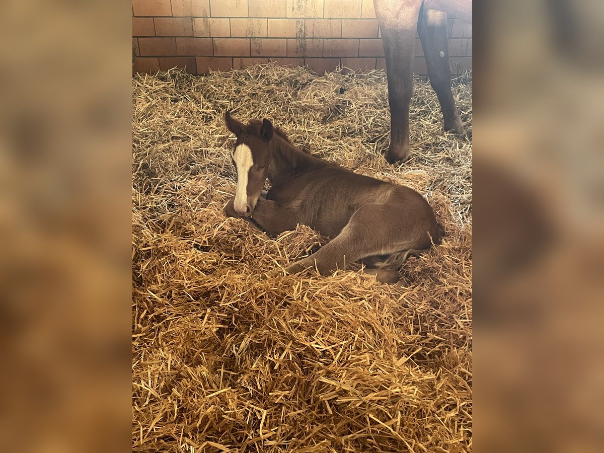 Weitere Warmblüter Hengst  Fuchs in Haarbach