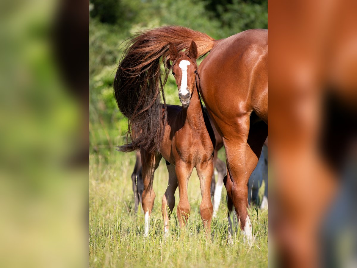 Weitere Warmblüter Hengst  Fuchs in Stulln
