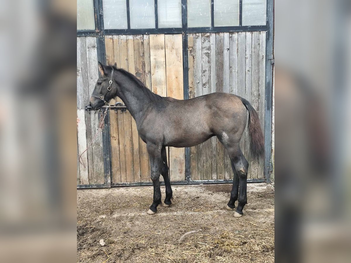 Weitere Warmblüter Hengst Fohlen (04/2025) Rappschimmel in &#x421;&#x43E;&#x444;&#x438;&#x44F; / Sofija
