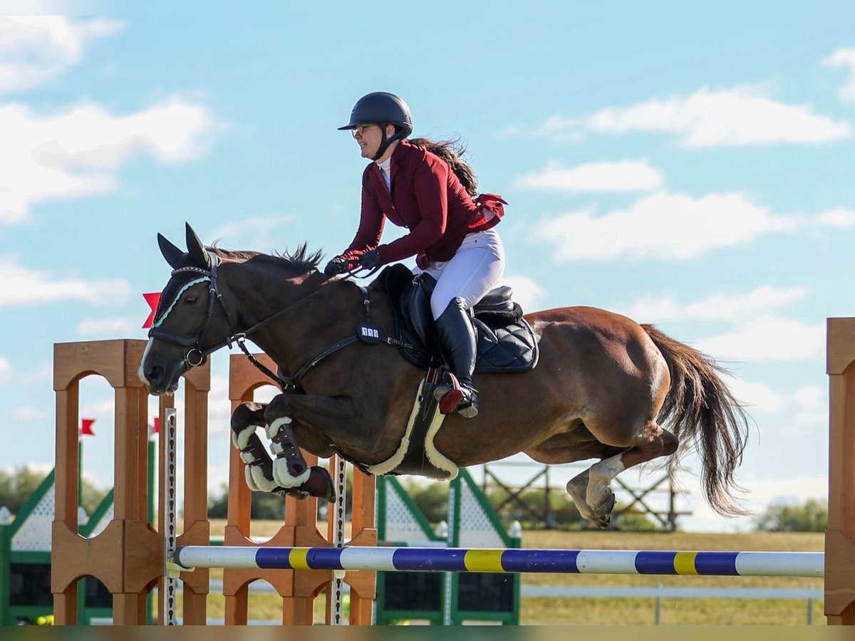 Weitere Warmblüter Mix Stute 10 Jahre 152 cm Dunkelfuchs in Foothills AB