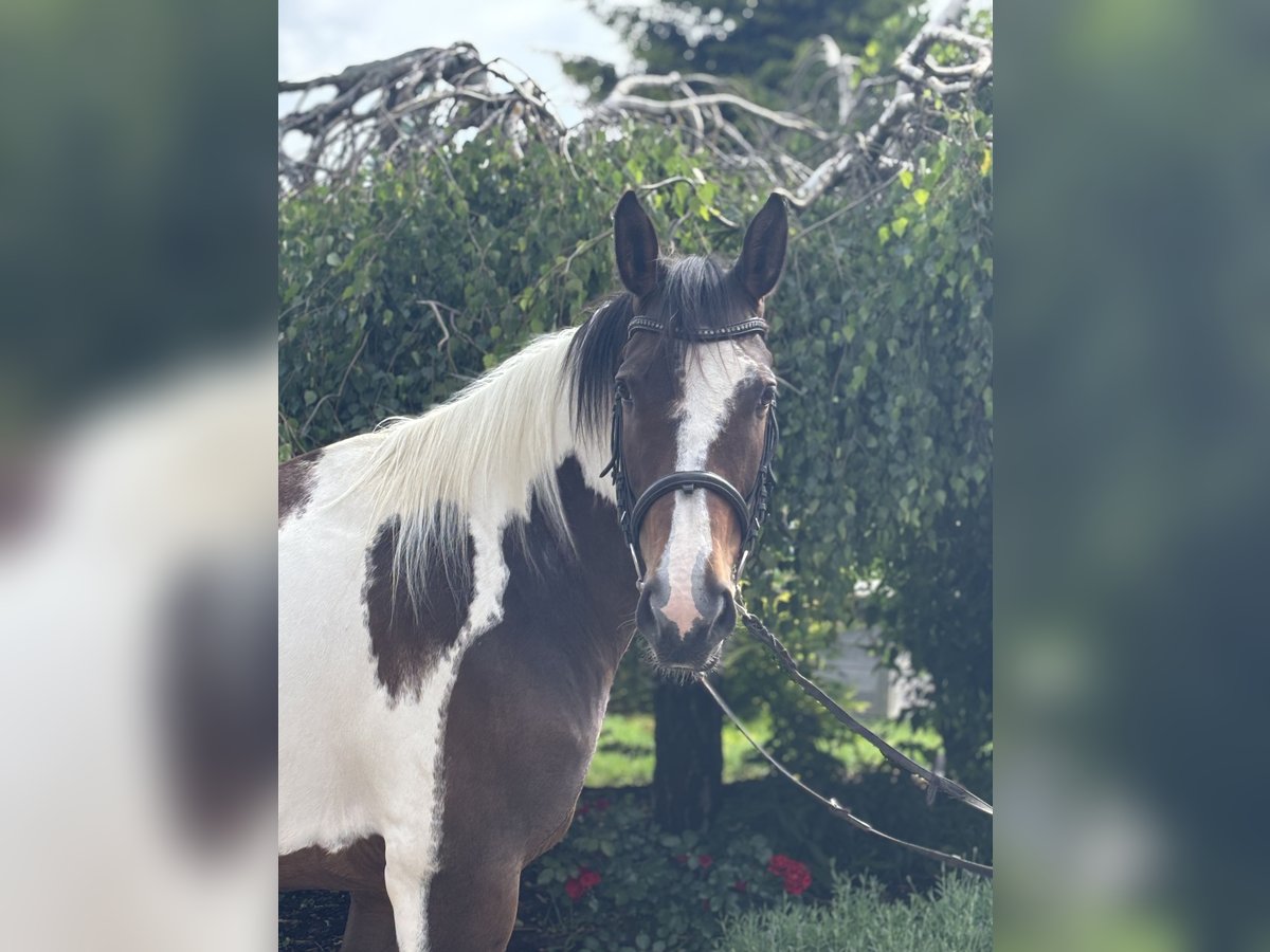Weitere Warmblüter Stute 10 Jahre 158 cm Schecke in Iggingen