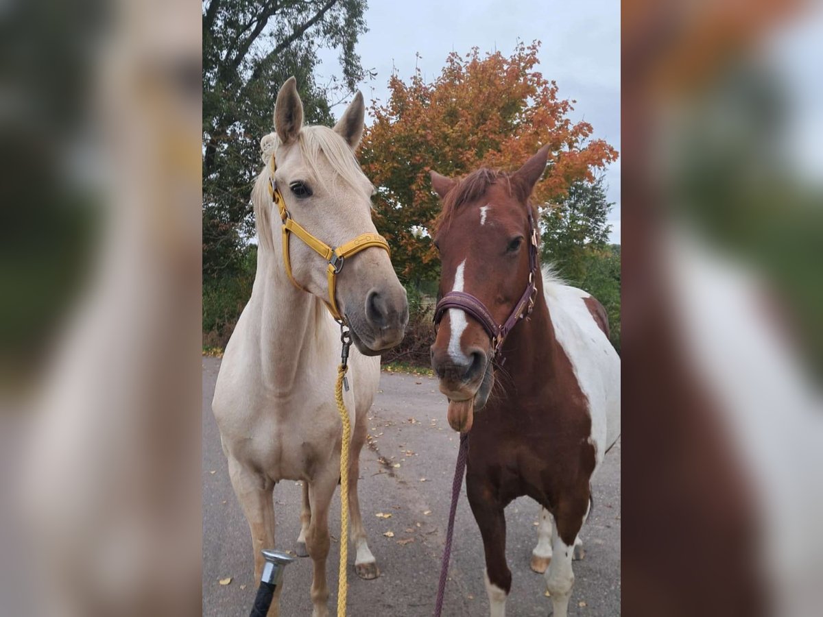 Weitere Warmblüter Stute 10 Jahre 160 cm in Z&#xF6;rbig