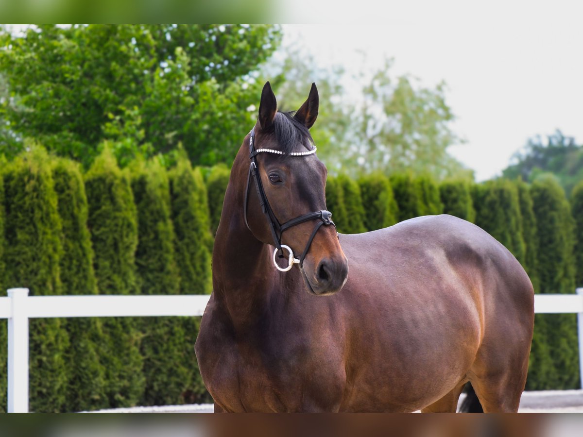 Weitere Warmblüter Stute 10 Jahre 165 cm Dunkelbrauner in Schwäbisch Hall