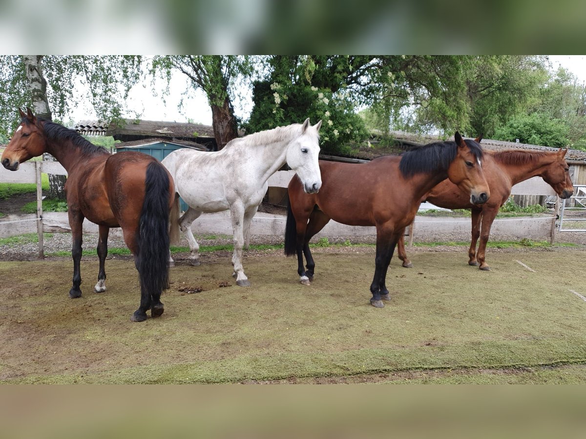 Weitere Warmblüter Stute 10 Jahre 165 cm in Oberhausen-Rheinhausen