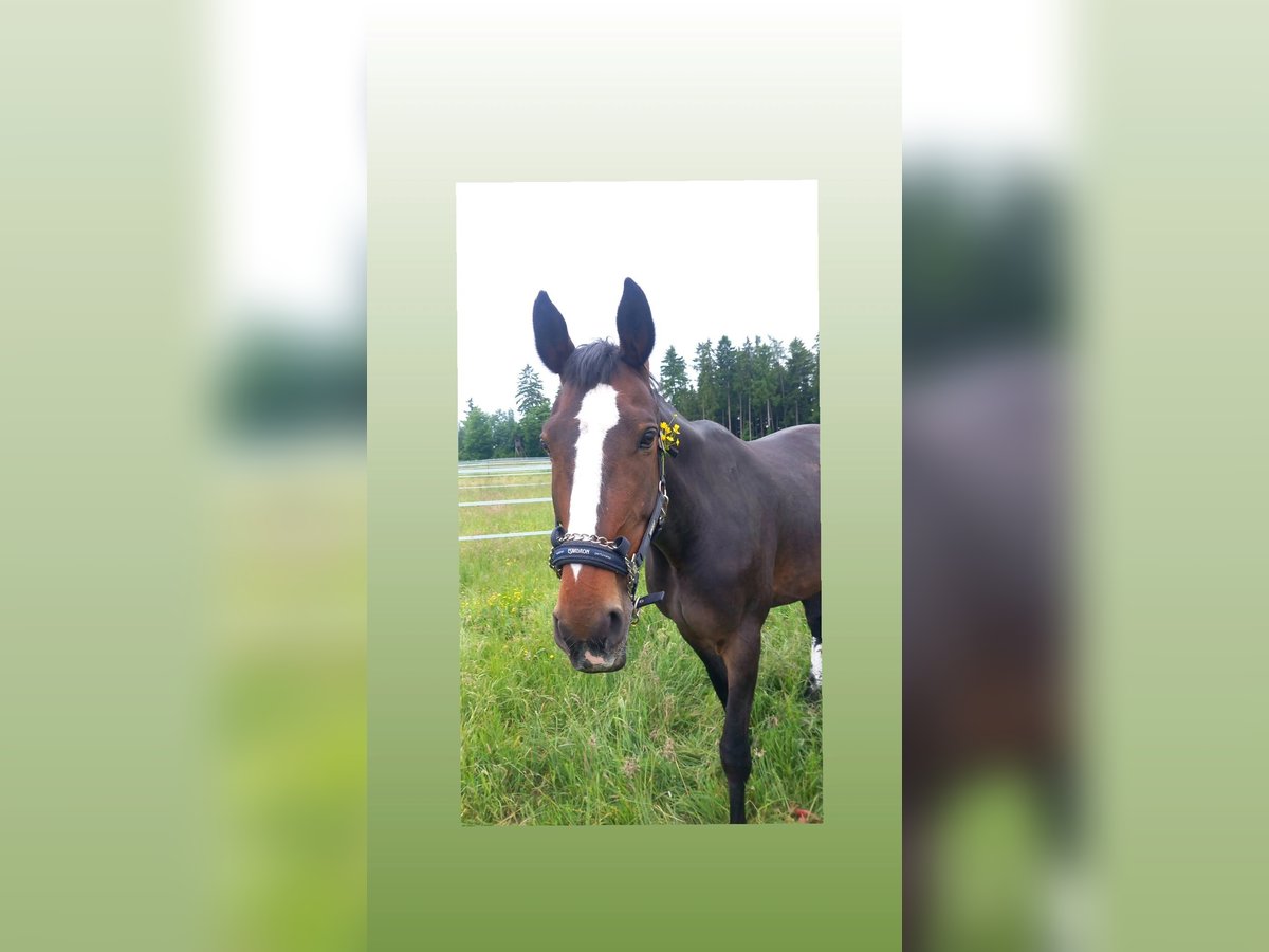 Weitere Warmblüter Stute 10 Jahre 176 cm Brauner in V&#xF6;hringen