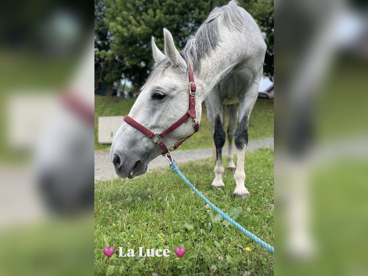 Weitere Warmblüter Stute 10 Jahre in Stainz Weitere Warmblüter Stute 10 Jahre in Stainz