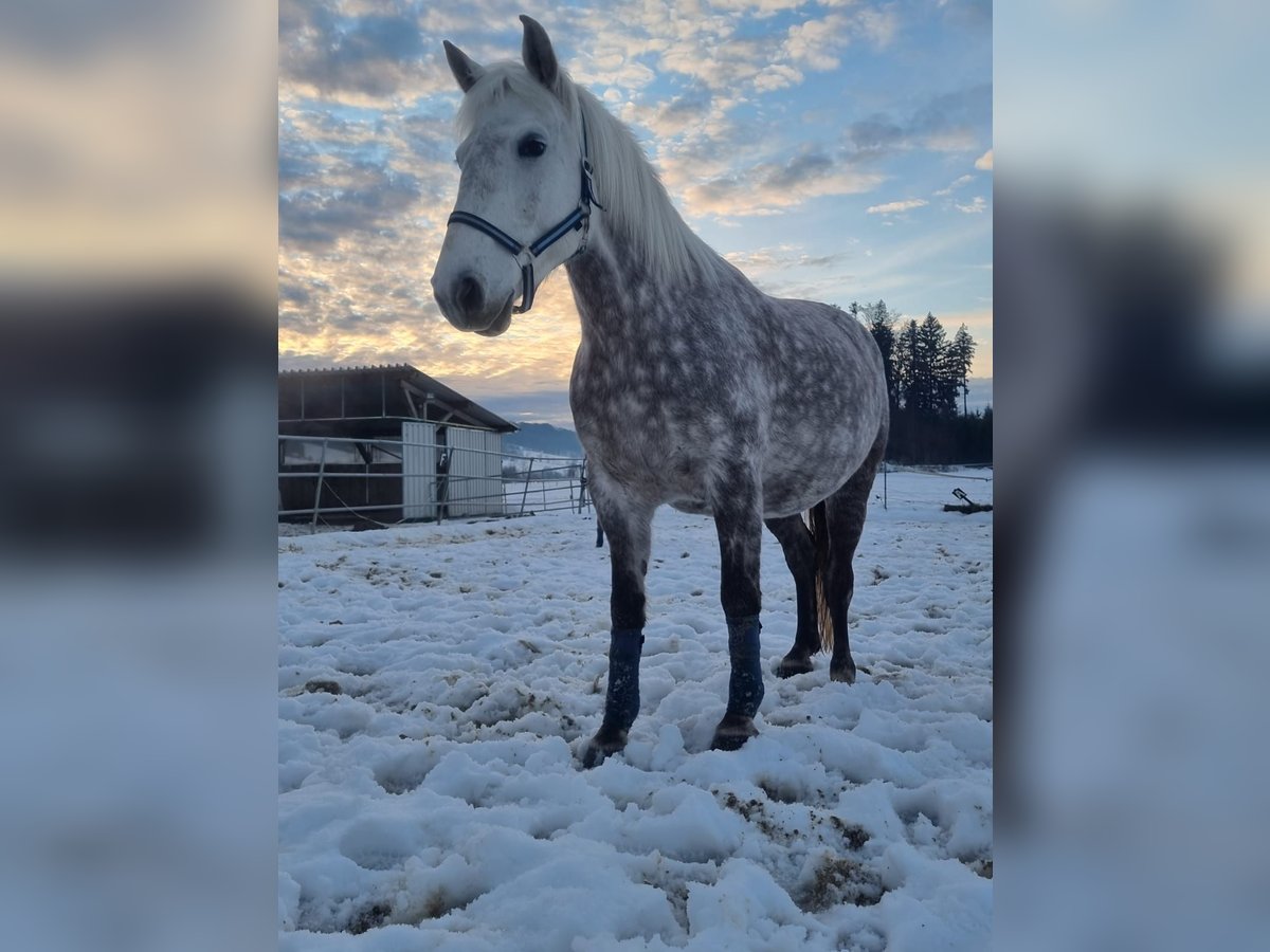 Weitere Warmblüter Stute 11 Jahre 155 cm Schimmel in Eugendorf
