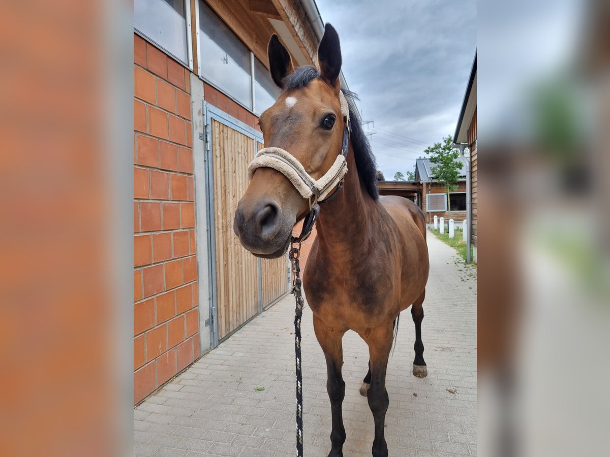 Weitere Warmblüter Mix Stute 11 Jahre 160 cm Brauner in Walldorf