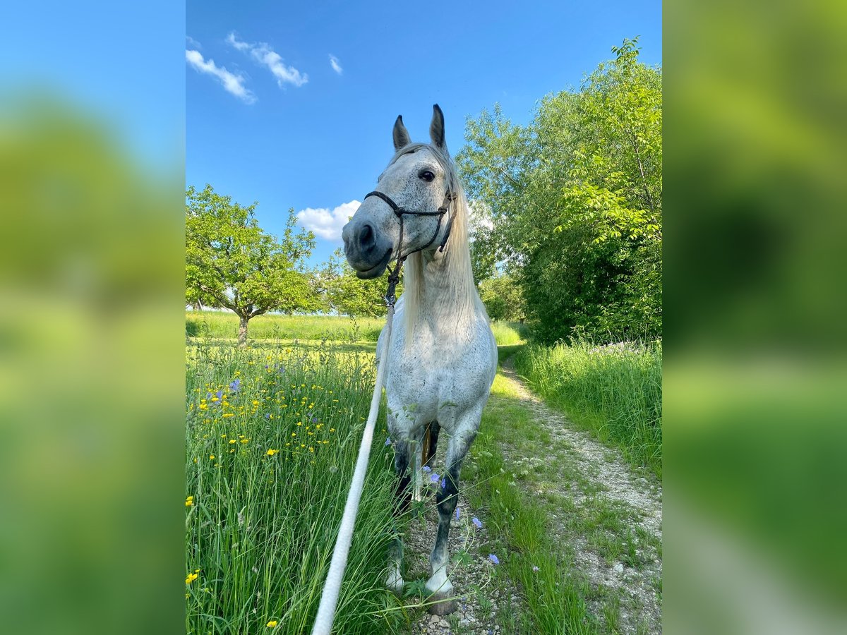 Weitere Warmblüter Stute 11 Jahre 162 cm Schimmel in Schönwalde