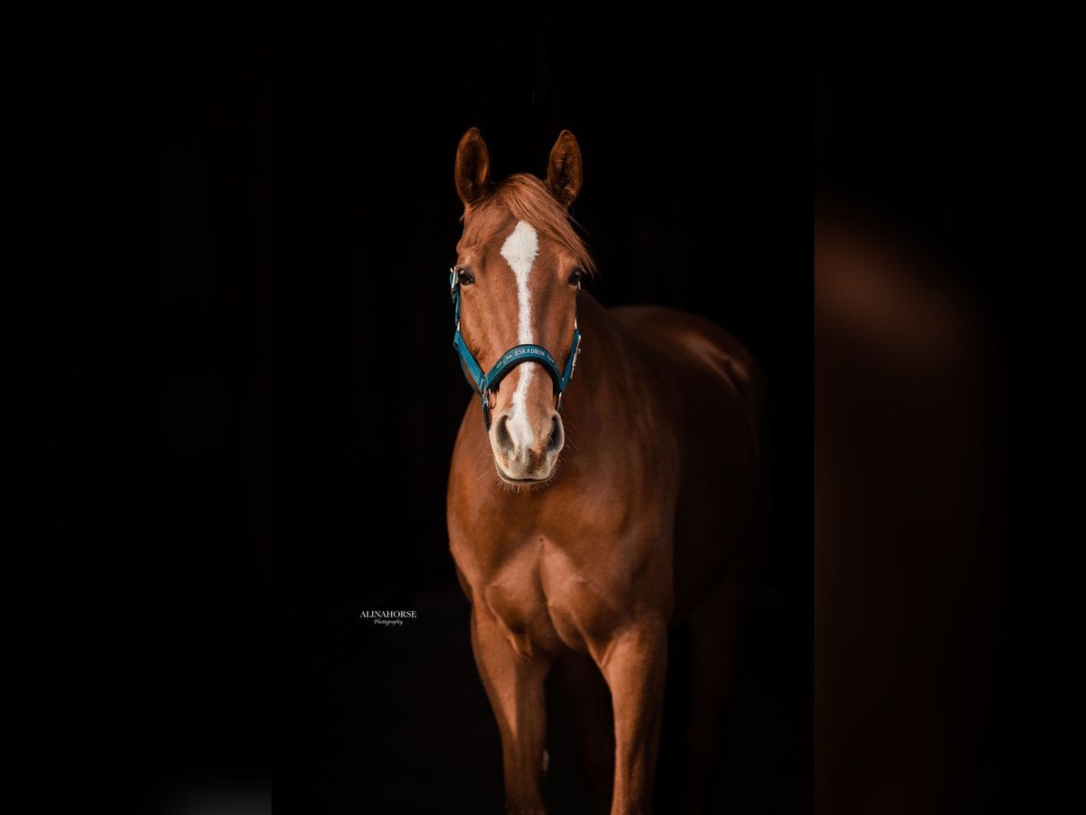 Weitere Warmblüter Mix Stute 11 Jahre 166 cm Fuchs in Perchtoldsdorf