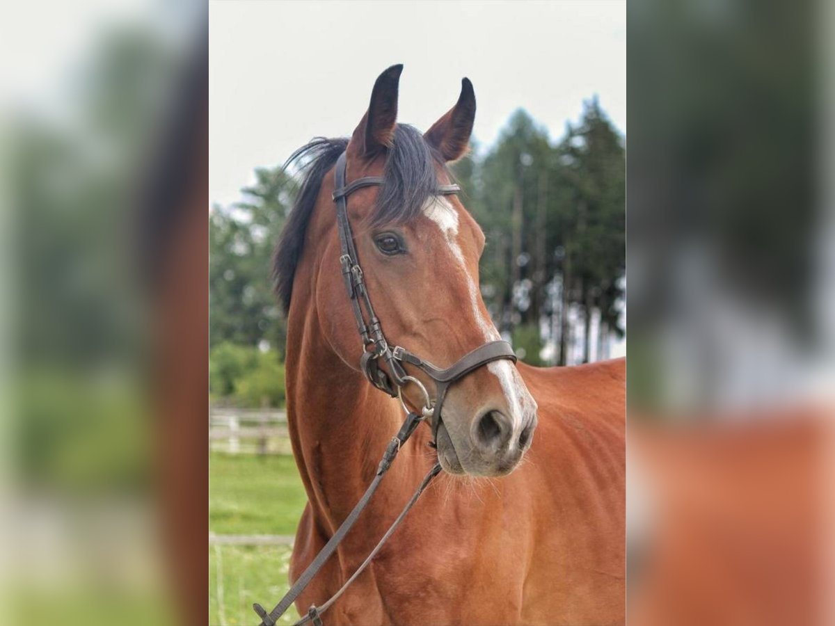 Weitere Warmblüter Stute 11 Jahre 168 cm Brauner in Sipbachzell
