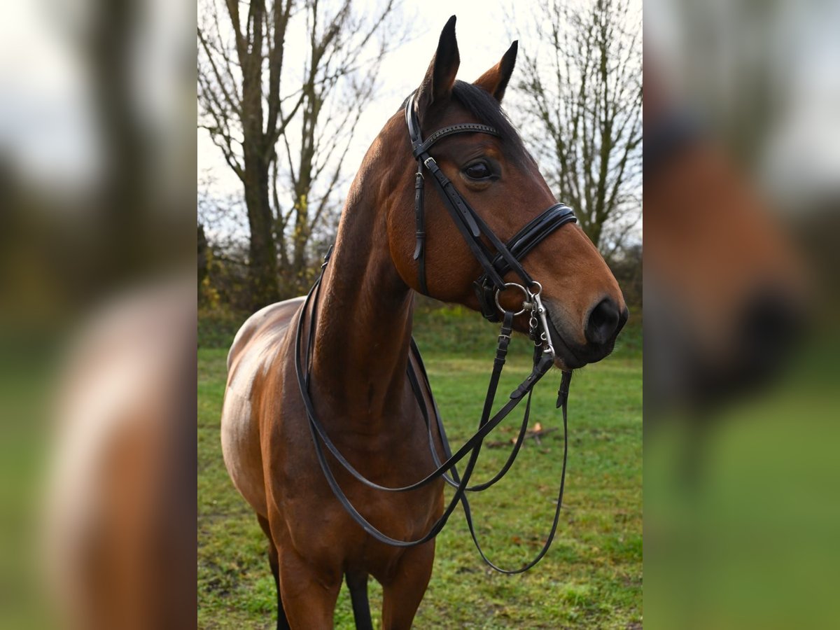Weitere Warmblüter Stute 11 Jahre 173 cm Brauner in Karlsfeld