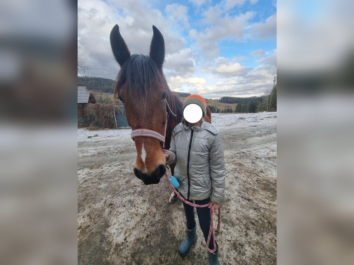 Weitere Warmblüter Stute 12 Jahre 148 cm Brauner in Sirnitz Weitere Warmblüter Stute 12 Jahre 148 cm Brauner in Sirnitz