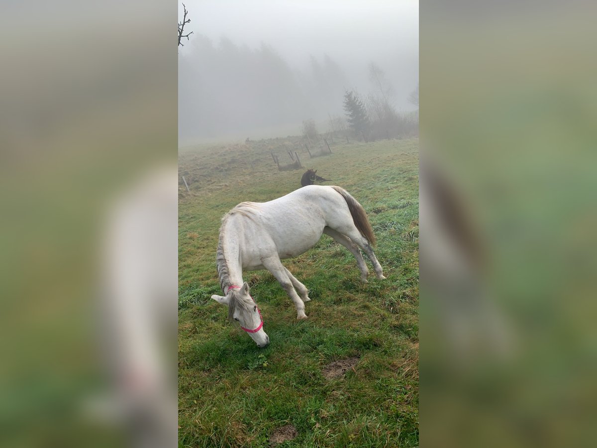 Weitere Warmblüter Stute 12 Jahre 148 cm Schimmel in Glödnitz