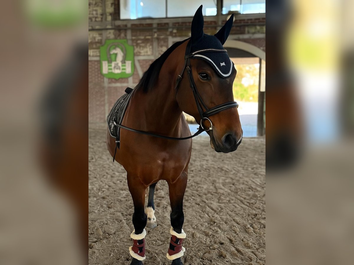 Weitere Warmblüter Mix Stute 12 Jahre 155 cm Brauner in Babenhausen