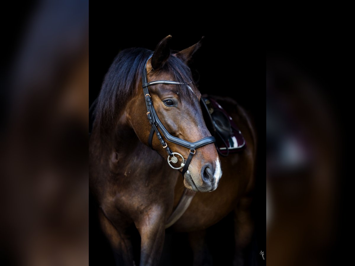 Weitere Warmblüter Stute 12 Jahre 158 cm Dunkelbrauner in Płonna
