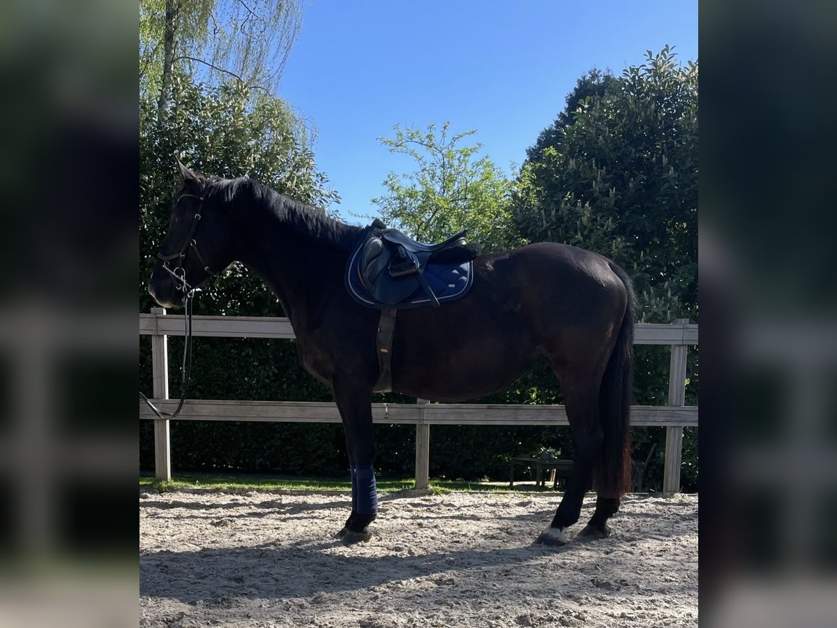 Weitere Warmblüter Stute 12 Jahre 167 cm Rappe in Borod