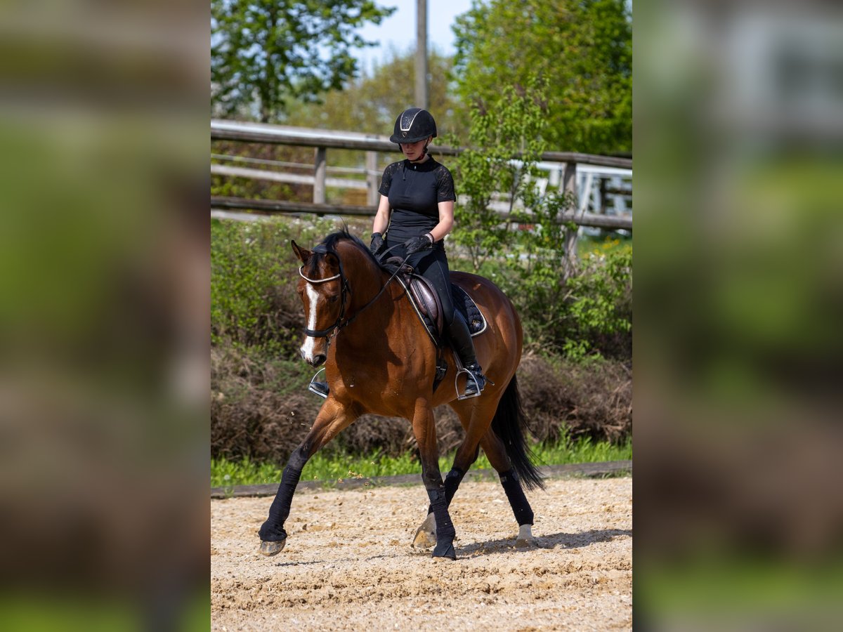 Weitere Warmblüter Stute 12 Jahre 170 cm Brauner in Tragwein