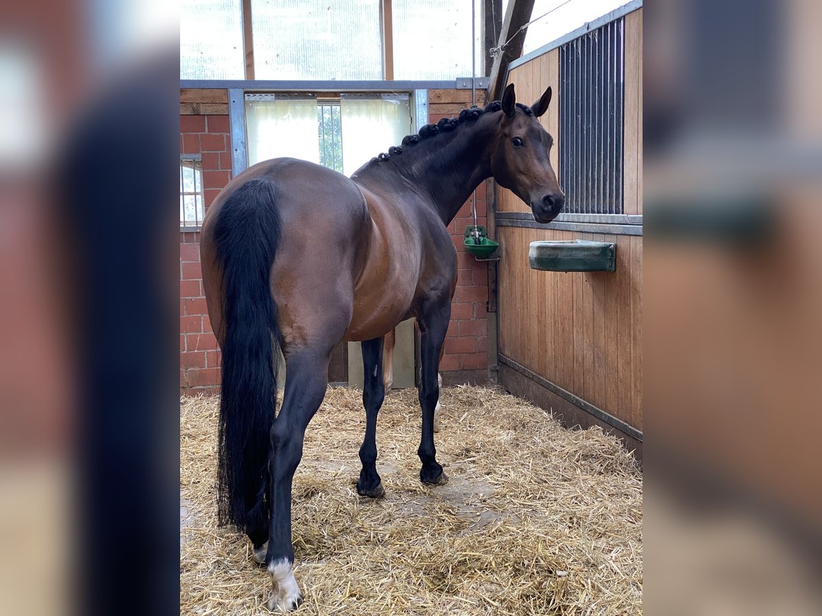 Weitere Warmblüter Stute 13 Jahre 165 cm Brauner in WestoverledingenWestoverledingen