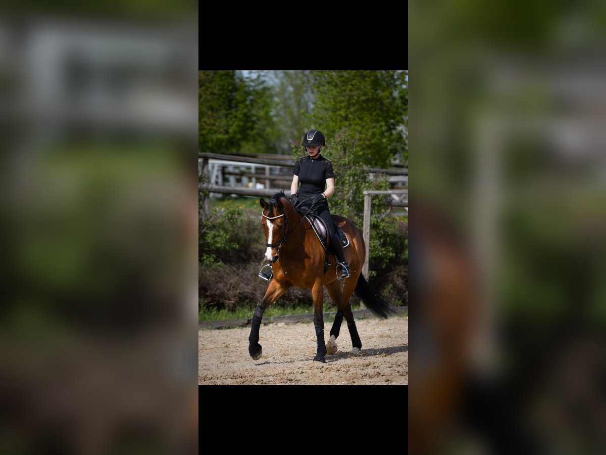 Weitere Warmblüter Mix Stute 13 Jahre 170 cm Brauner in Tragwein