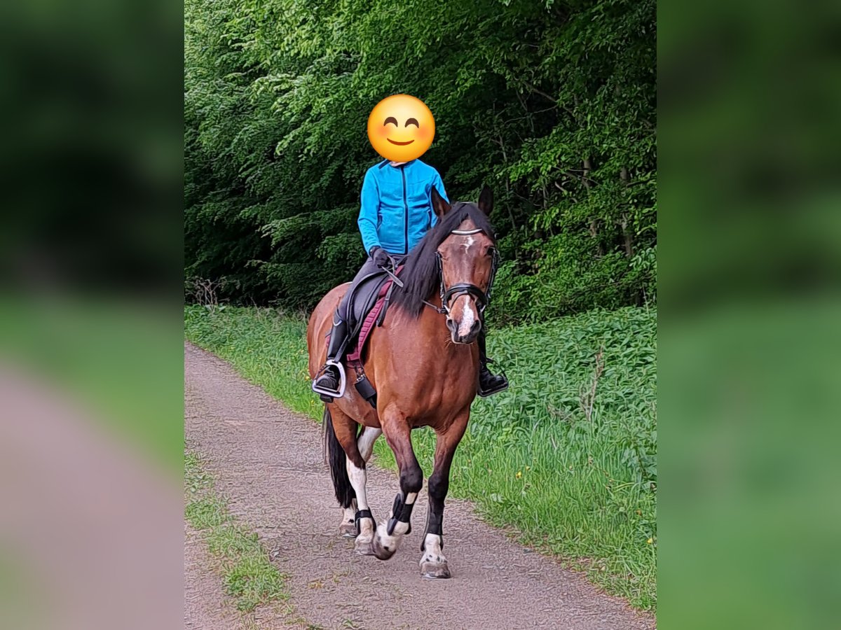 Weitere Warmblüter Mix Stute 14 Jahre 149 cm Schecke in Zöblitz