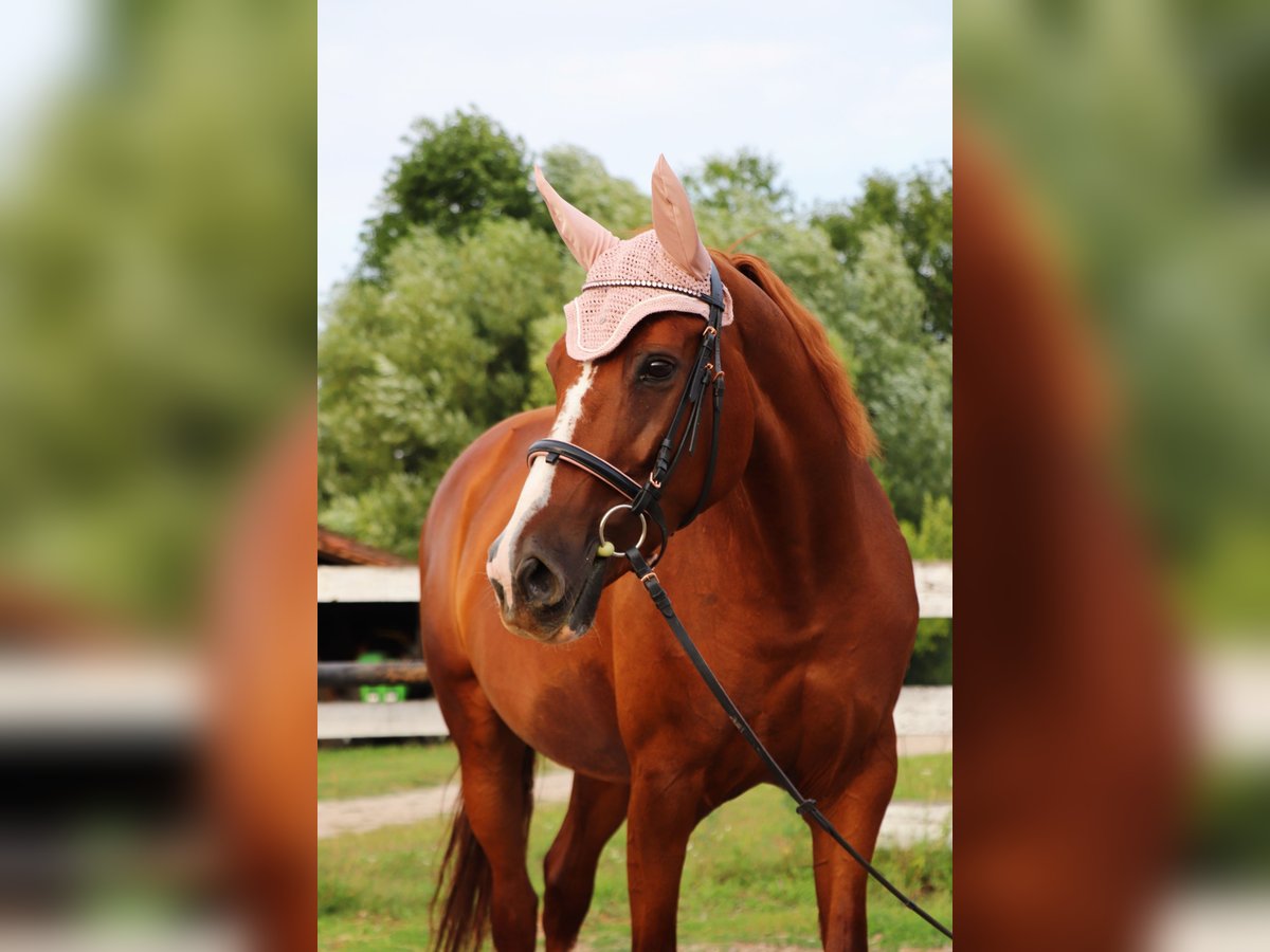 Weitere Warmblüter Stute 14 Jahre 161 cm Fuchs in Bad Fischau