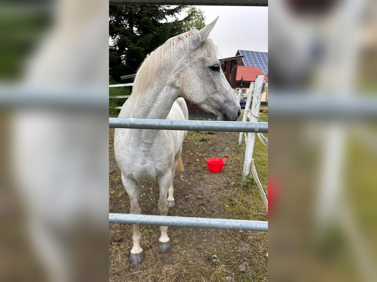 Weitere Warmblüter Mix Stute 14 Jahre 165 cm Fliegenschimmel in Burladingen