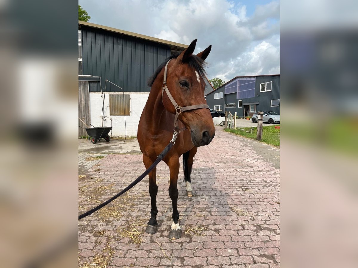 Weitere Warmblüter Stute 14 Jahre 168 cm Brauner in Tornesch