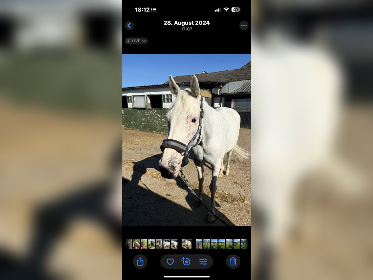 Weitere Warmblüter Mix Stute 14 Jahre 169 cm Schimmel in Aachen