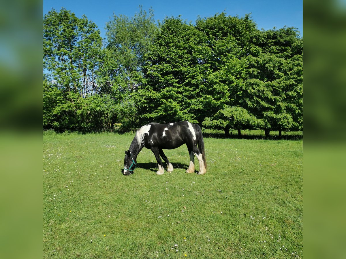 Weitere Warmblüter Mix Stute 15 Jahre 158 cm Schecke in Melle