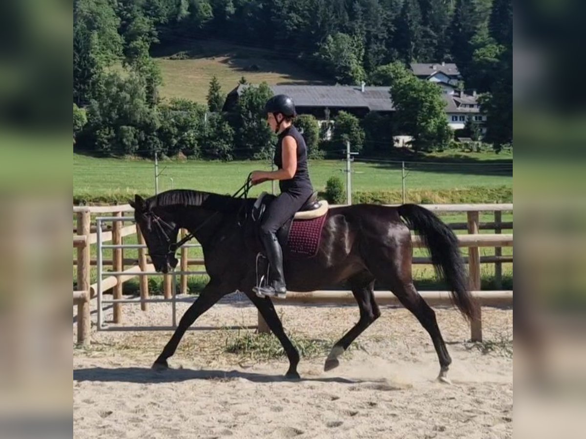 Weitere Warmblüter Stute 15 Jahre 160 cm Dunkelbrauner in Gummern