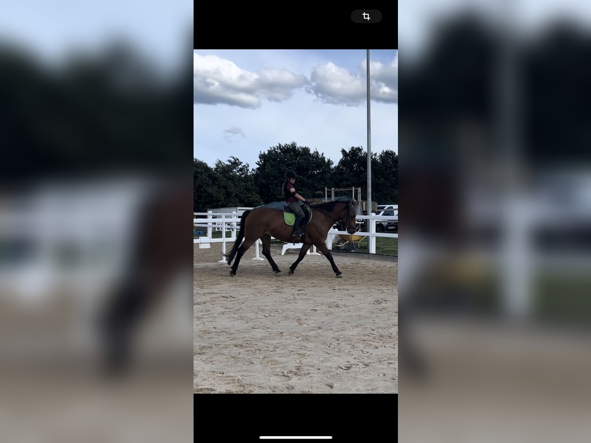 Weitere Warmblüter Stute 16 Jahre 155 cm Brauner in Lohfelden