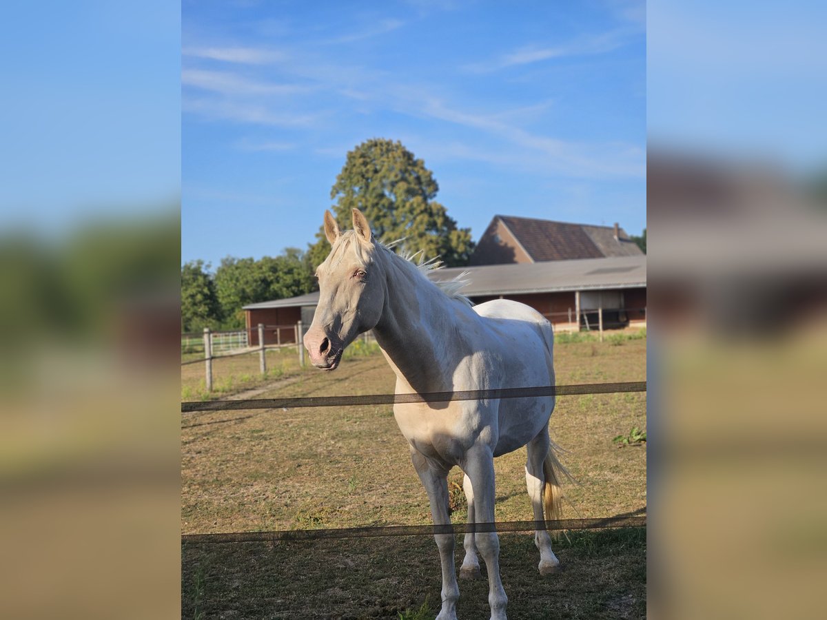 Weitere Warmblüter Stute 16 Jahre 163 cm Schecke in Kranenburg