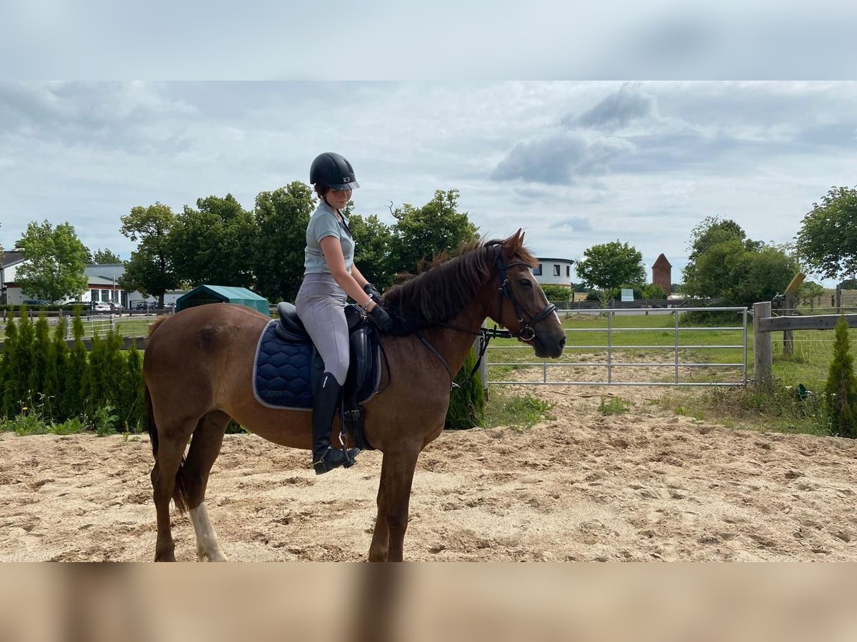 Weitere Warmblüter Stute 16 Jahre 165 cm Hellbrauner in Neu Gaarz
