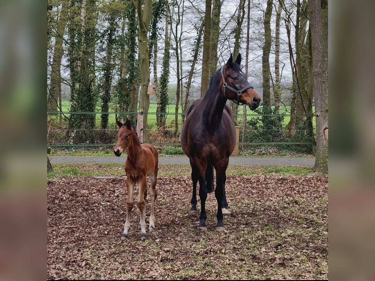 Weitere Warmblüter Stute 16 Jahre 171 cm Schwarzbrauner in Gescher