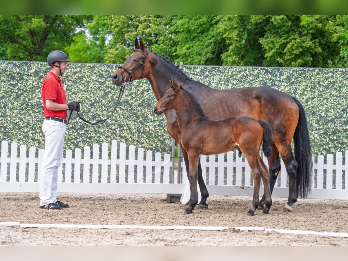 Weitere Warmblüter Stute 16 Jahre 171 cm Schwarzbrauner in Gescher