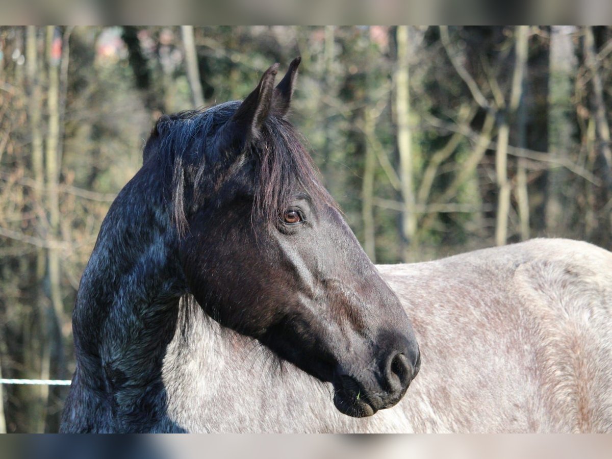 Weitere Warmblüter Mix Stute 17 Jahre 160 cm in Wangen