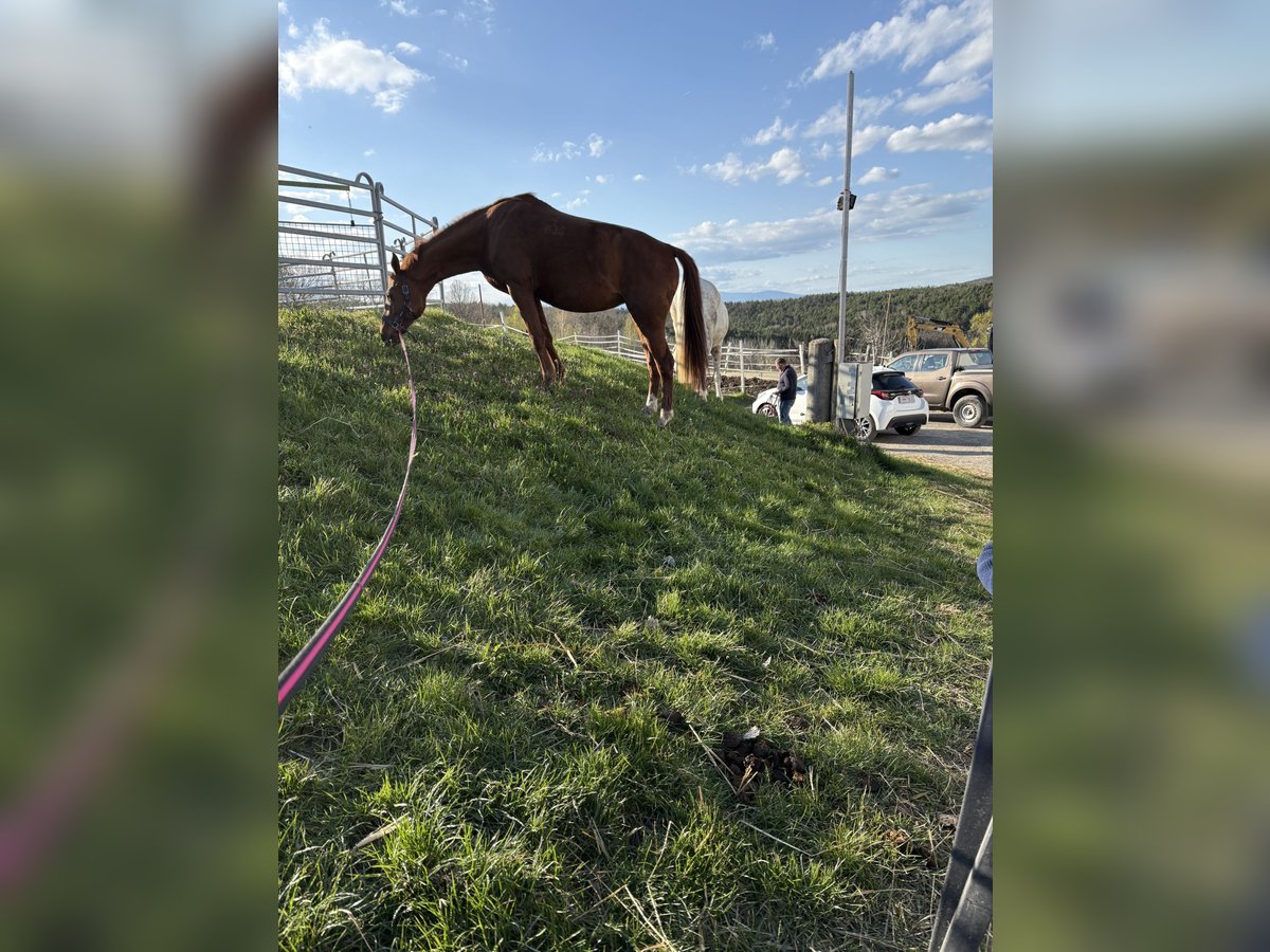 Weitere Warmblüter Stute 17 Jahre 162 cm Fuchs in Großbachselten