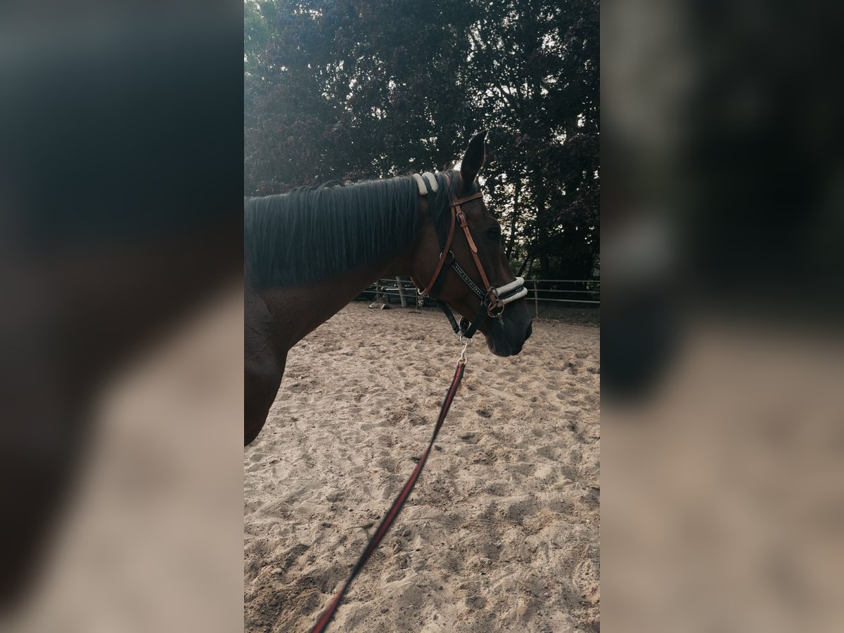Weitere Warmblüter Stute 17 Jahre 170 cm Brauner in Sustrum
