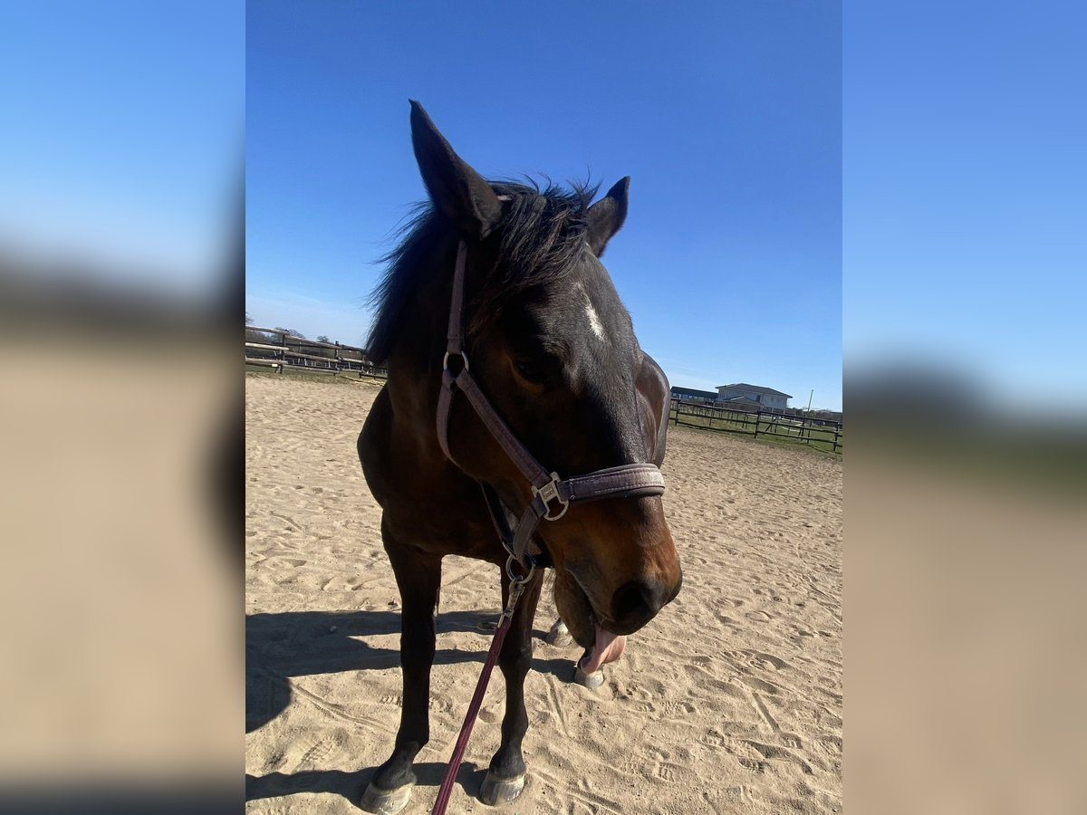 Weitere Warmblüter Stute 18 Jahre 160 cm Dunkelbrauner in Bornheim