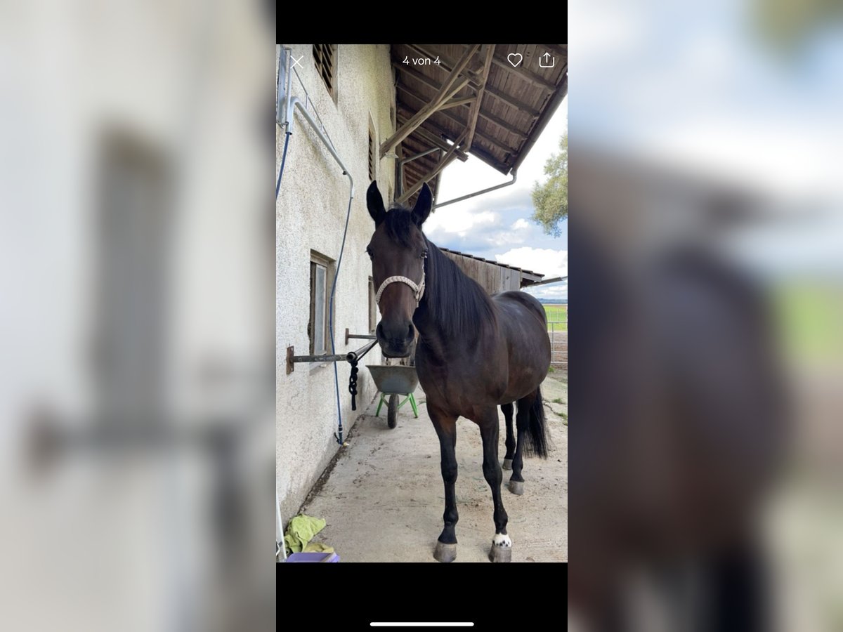 Weitere Warmblüter Stute 18 Jahre 165 cm Dunkelbrauner in Rott am Inn