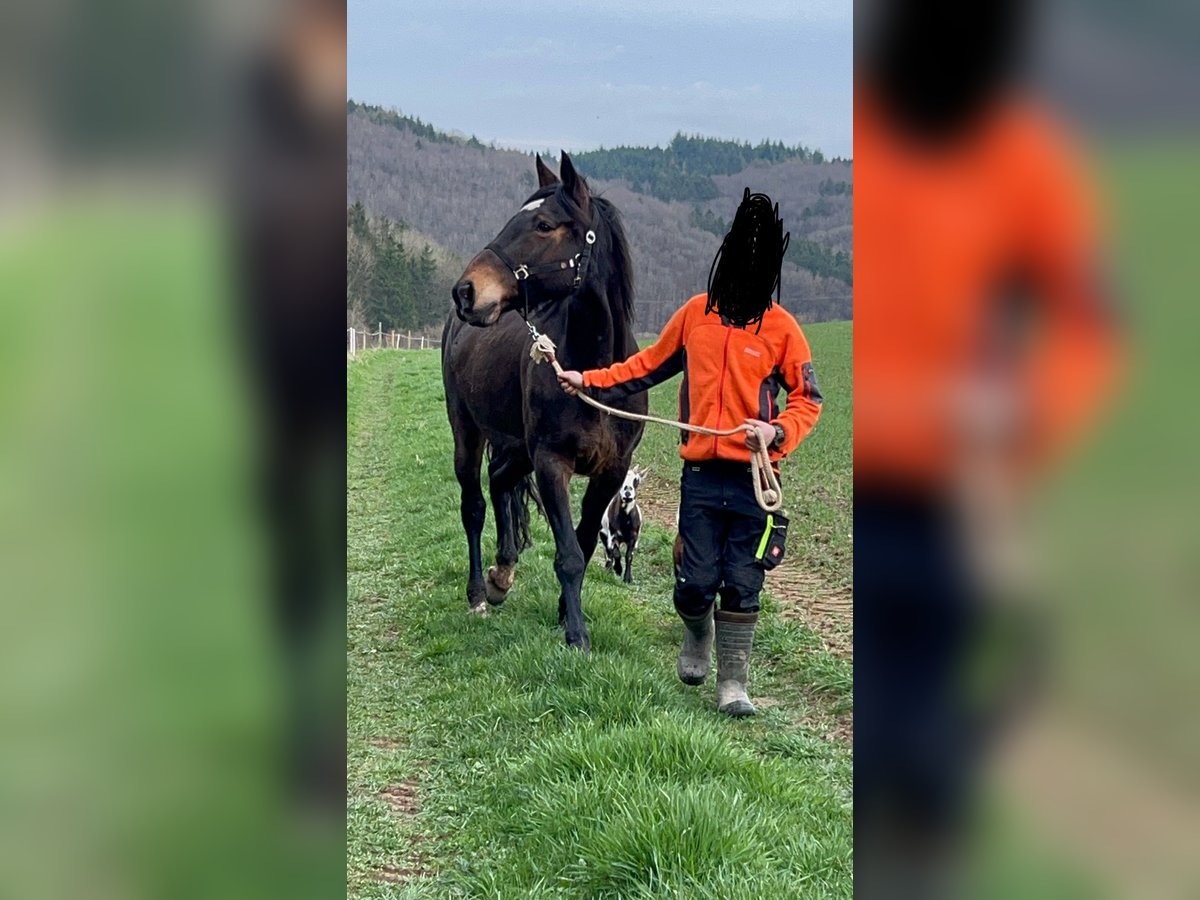 Weitere Warmblüter Mix Stute 18 Jahre 170 cm Dunkelbrauner in Berenbach